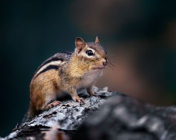 Close-up of squirrel on rock