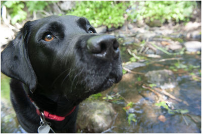 Close-up of dog looking away