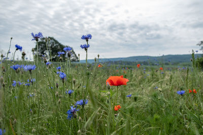 Close-up of poppies on field against sky