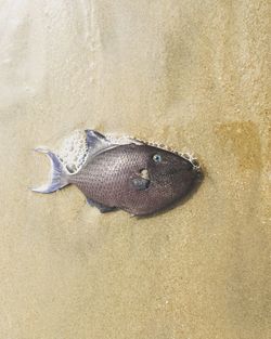 High angle view of crab on sand at beach
