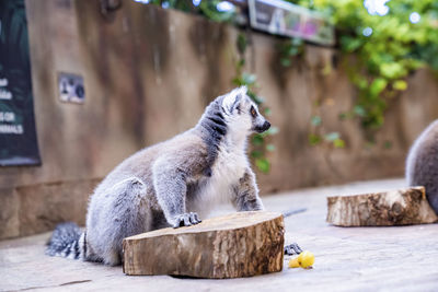 Hungry curious fluffy lemur sitting beside wood on footpath in zoo