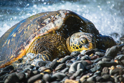 Close-up of turtle on rock at beach