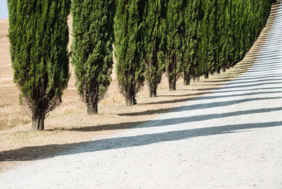 Trees growing on field
