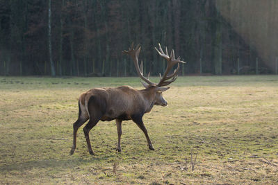 Deer in a field