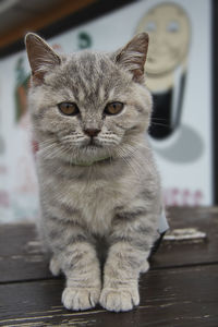 Portrait of cat sitting on table