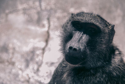Close-up portrait of a monkey
