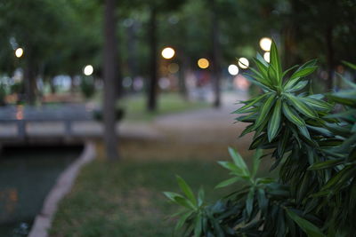Close-up of illuminated plants in park