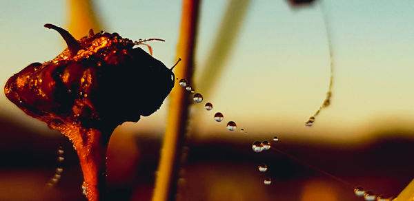 Close-up of wet flower