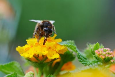 Close-up of honey bee pollinating on yellow lantana camara flower