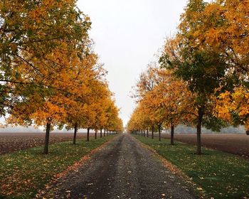 Road passing through forest