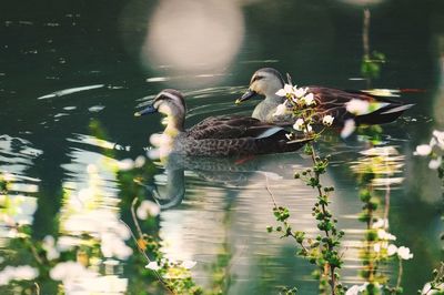 Ducks swimming in lake