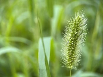 Grass on nature  blur background 