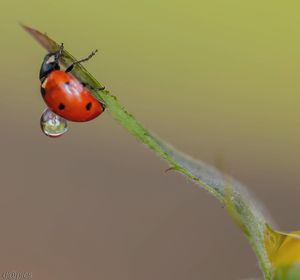 Close-up of ladybug on plant