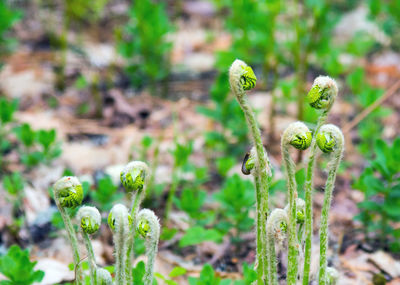 Close-up of fresh green plant