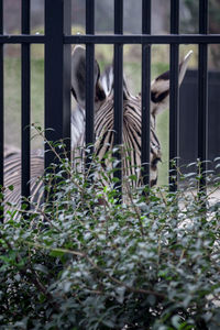 Zebra behind bars