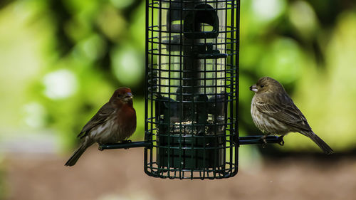 Bird perching on a feeder