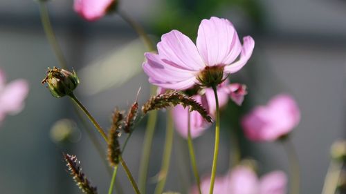 Close-up of bee on flower