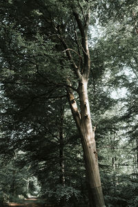 Low angle view of trees in forest