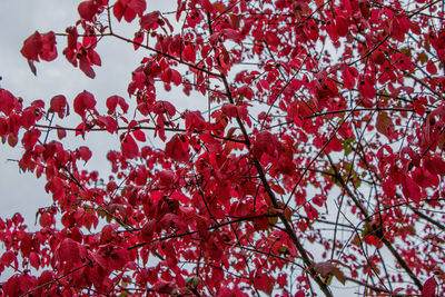 Low angle view of trees against sky