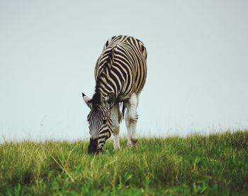 Zebra grazing on grassy field against sky