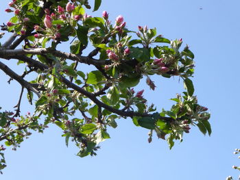 Low angle view of flowering tree against clear sky