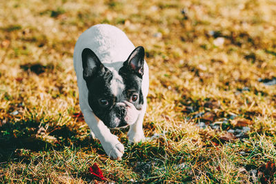 Portrait of dog on field