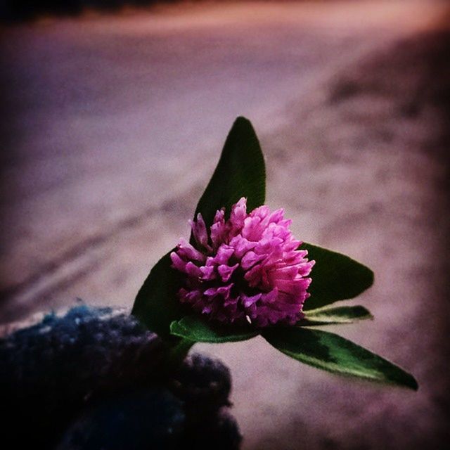 flower, petal, fragility, freshness, flower head, beauty in nature, growth, close-up, pink color, nature, blooming, plant, focus on foreground, in bloom, selective focus, purple, single flower, blossom, bud, botany