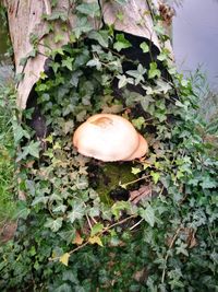 Close-up of mushroom growing on tree