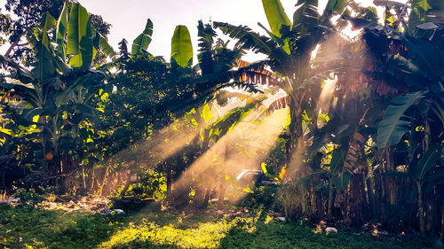 Trees in sunlight