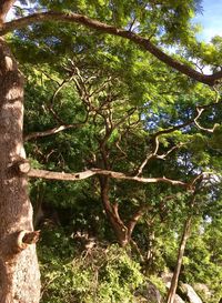 Low angle view of trees in forest