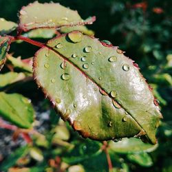 Close-up of leaves