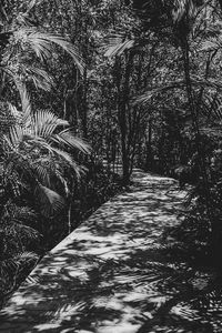 View of palm trees in forest