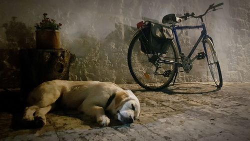 View of a dog sleeping