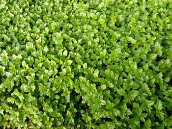 Full frame shot of fresh green plants