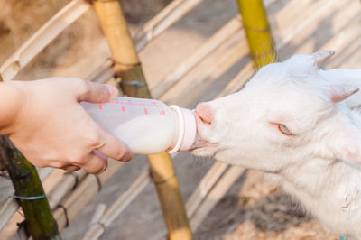 High angle view of hand holding baby outdoors