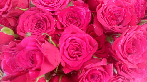 Close-up of pink rose