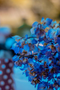 Close-up of fresh blue flowers in autumn