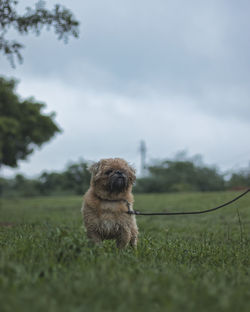 Dog looking away on field