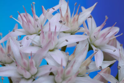 Close-up of purple flowering plant
