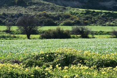 Scenic view of flowering trees on field