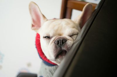 Close-up of french bulldog relaxing on sofa at home