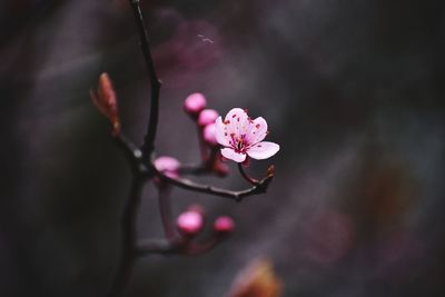 Close-up of pink cherry blossom