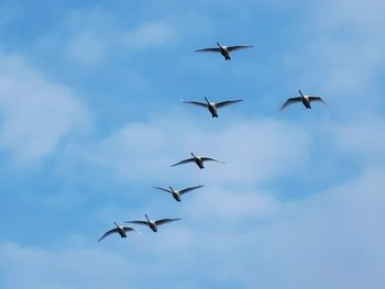 Low angle view of birds flying in sky