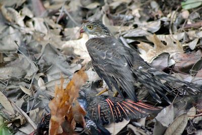 Hawk with dead bird on dry leaves covered field