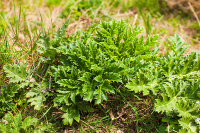 Close-up of plants growing on field