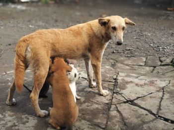 Dog standing outdoors