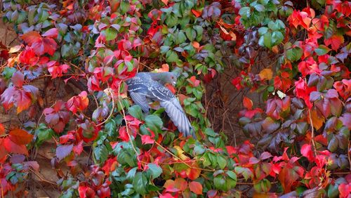 Close-up of bird on flowers