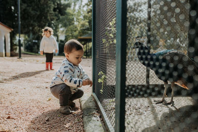 Full length of child feeding peacock