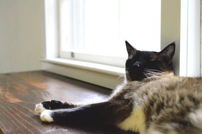 Close-up portrait of cat sitting at home