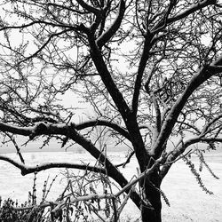 bare tree